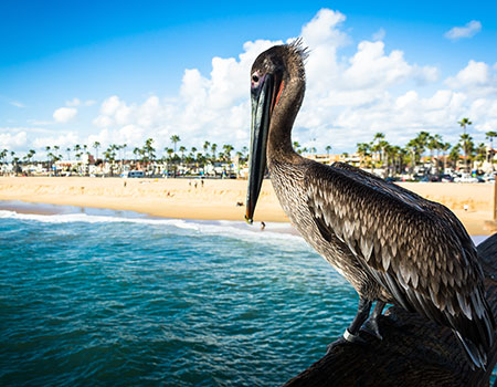 1：のんびり過ごしたいなら「Newport Beach(ニューポートビーチ)」