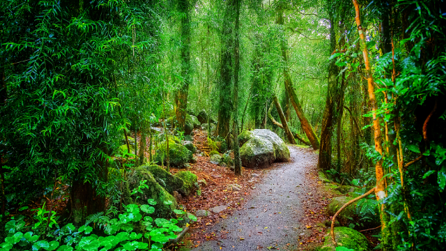 ゴールドコースト_ゴンドワナ多雨林の小道の写真です。