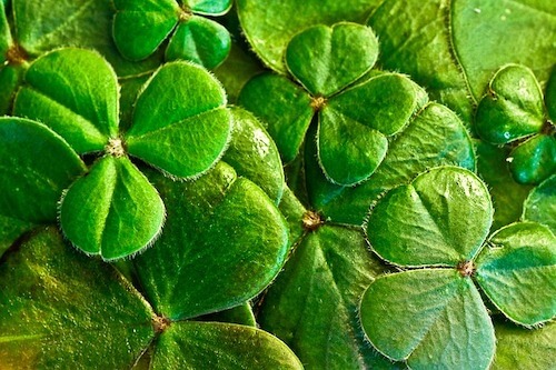 shamrock