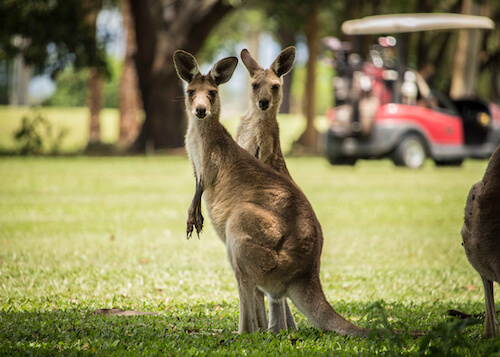 カンガルー